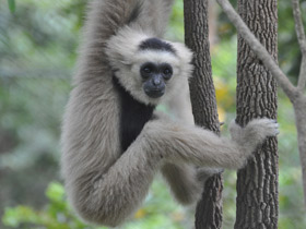 Фото Кампучийский гиббон