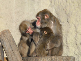 Смотреть фото Японский макак Фото Японский макак
