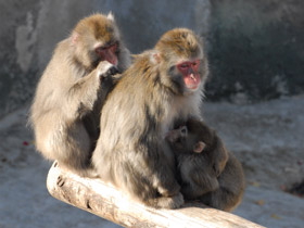 Смотреть фото Японский макак Фото Японский макак