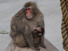 Смотреть фото Японский макак Фото Японский макак