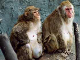 Японский макак Японский макак