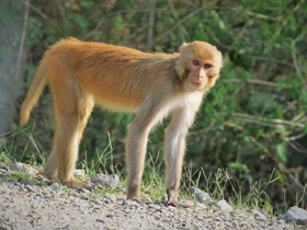Смотреть фото Макак-резус Фото Макак-резус
