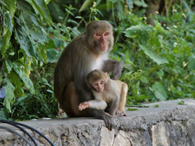 Смотреть фото Макак-резус Фото Макак-резус