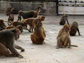 Смотреть фото Макак-резус Фото Макак-резус
