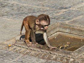 Смотреть фото Макак-резус Фото Макак-резус