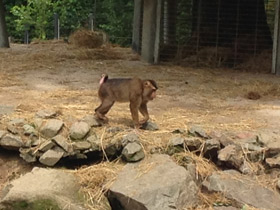Смотреть фото Свинохвостый макак Фото Свинохвостый макак