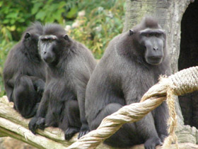 Смотреть фото Гора павианов Фото Гора павианов