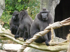 Смотреть фото Хохлатый павиан Фото Хохлатый павиан