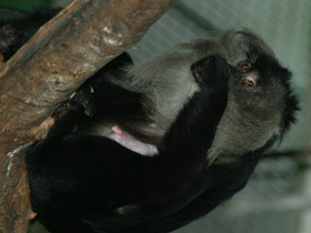 Смотреть фото Львинохвостый макак Фото Львинохвостый макак