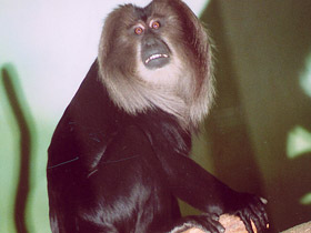 Львинохвостый макак Львинохвостый макак