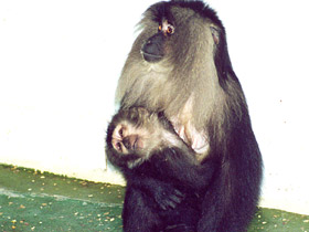 Смотреть фото Львинохвостый макак Фото Львинохвостый макак