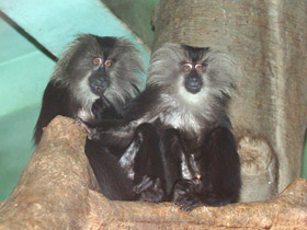 Львинохвостый макак Львинохвостый макак