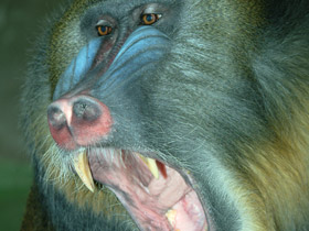 Смотреть фото Мандрил Фото Мандрил