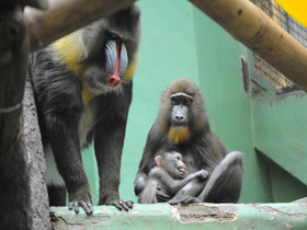 Смотреть фото Мандрил Фото Мандрил