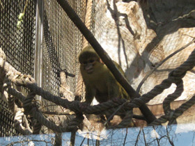 Фото Карликовая мартышка