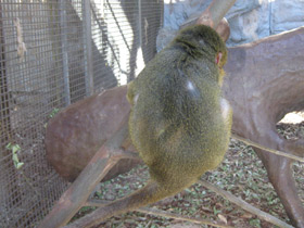 Фото Карликовая мартышка