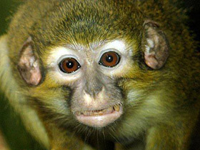 Карликовая мартышка Карликовая мартышка