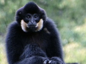 Смотреть фото Желтощёкий гиббон Фото Желтощёкий гиббон