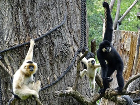 Смотреть фото Желтощёкий гиббон Фото Желтощёкий гиббон