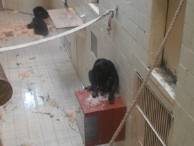 Смотреть фото 10 самых умных животных планеты Фото 10 самых умных животных планеты