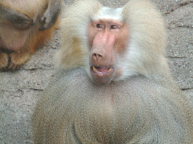 Смотреть фото Гамадрил Фото Гамадрил