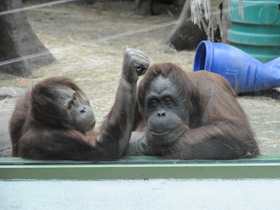 Фото Суматранский орангутан