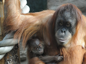 Фото Суматранский орангутан