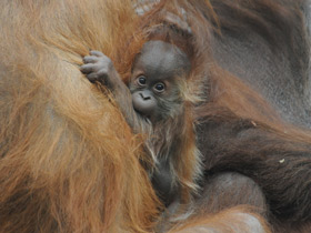 Фото Суматранский орангутан