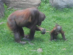 Фото Суматранский орангутан