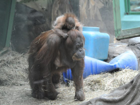 Фото Суматранский орангутан