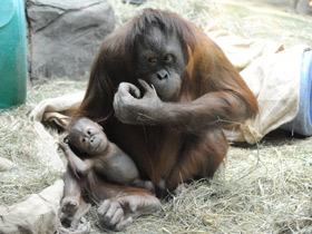 Фото Суматранский орангутан