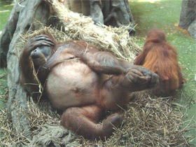 Фото Суматранский орангутан