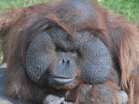 Фото Борнейский орангутан