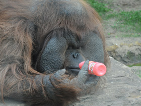 Фото Борнейский орангутан