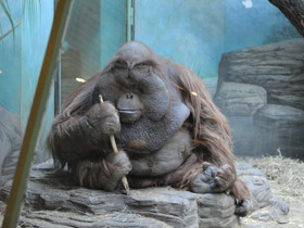 Фото Борнейский орангутан