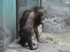 Фото Борнейский орангутан