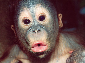 Борнейский орангутан Борнейский орангутан