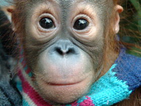 Фото Оранг-спаситель