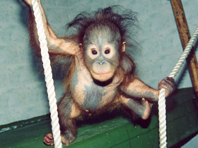 Орангутан Орангутан