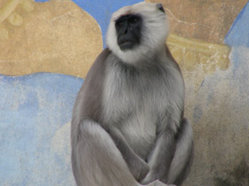 Смотреть фото Хануман Фото Хануман