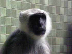 Смотреть фото Хануман Фото Хануман