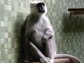 Смотреть фото Хануман Фото Хануман