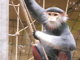 Смотреть фото Немейский тонкотел Фото Немейский тонкотел