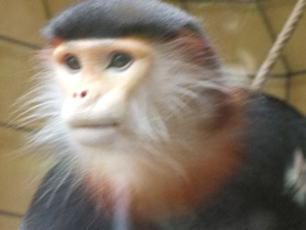 Смотреть фото Немейский тонкотел Фото Немейский тонкотел