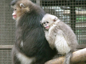 Фото Чёрный ринопитек