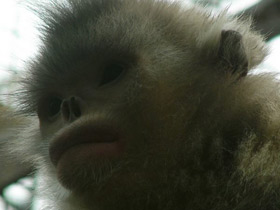 Фото Чёрный ринопитек