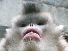 Фото Чёрный ринопитек