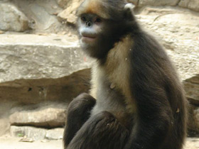 Фото Чёрный ринопитек