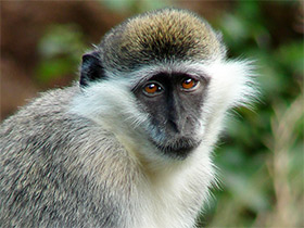 Смотреть фото Гривет Фото Гривет