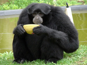 Смотреть фото Сиаманг Фото Сиаманг